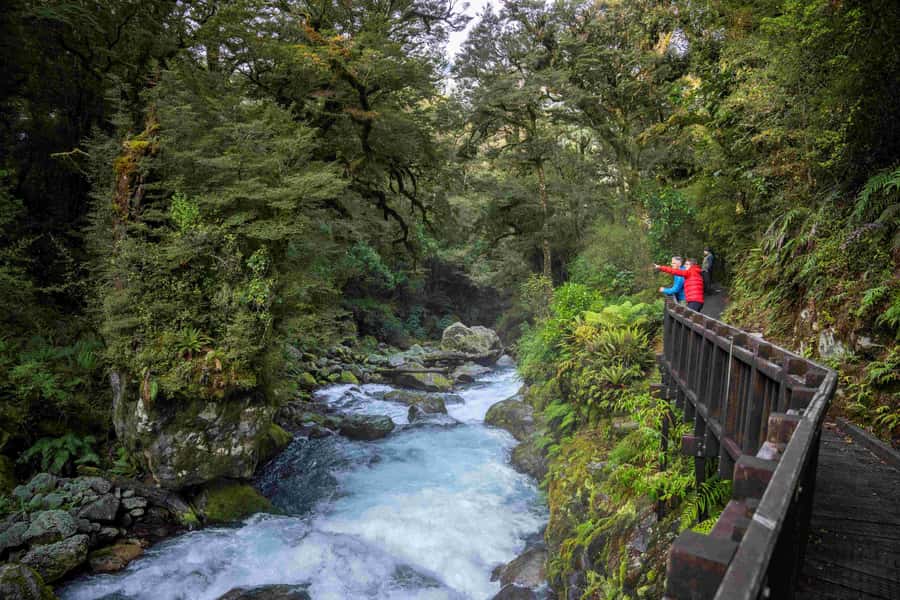 From Te Anau: Milford Sound Coach, Cruise, and Walks - The price and the real value