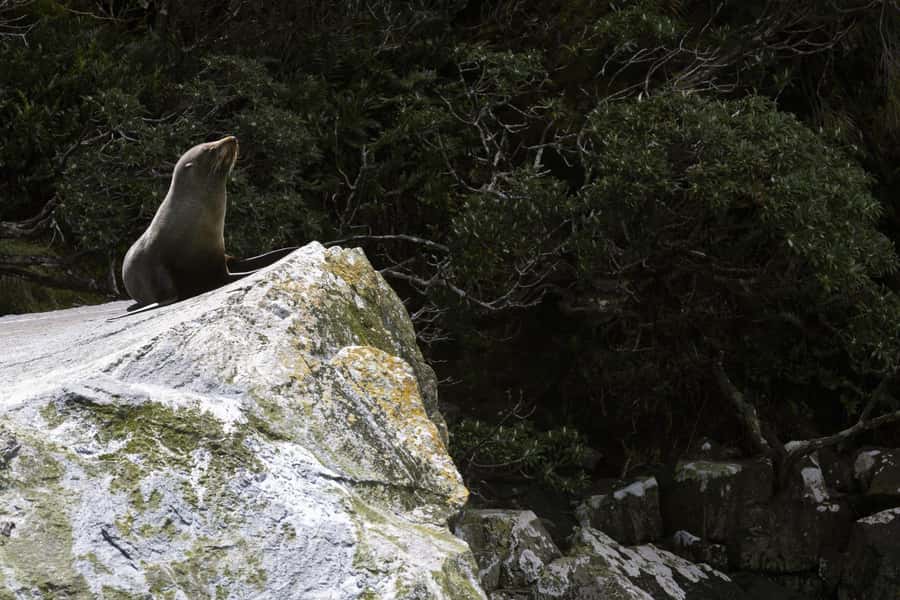 From Te Anau: Milford Sound Cruise and Coach Day Trip - Food, drinks, and the real cost