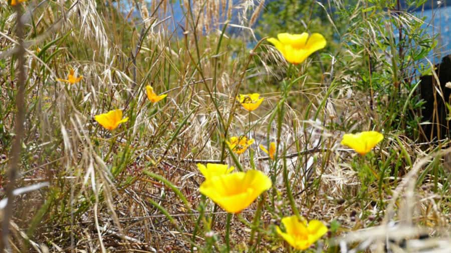From Wanaka: Ruby Island 1-Hour Cruise and Photo Walk - Is $29 a fair price?