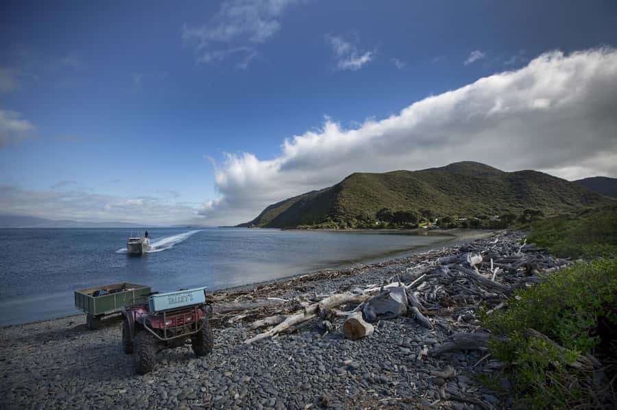 From Wellington: Kapiti Island Classic Guided Day Tour - From Wellington streets to Paraparaumu Beach