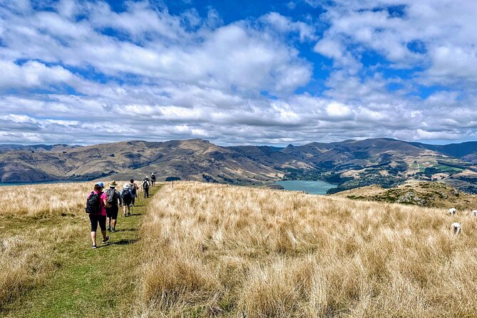 Full Day Guided Walking Tour and Picnic around Godley Head - The Godley Head Loop: views earned step by step
