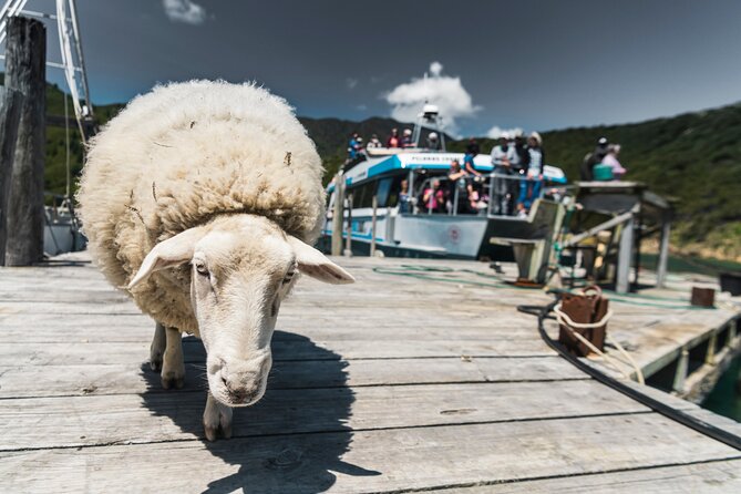 Full Day Iconic Mail Boat Cruise - Farm, beach, and lunch possibilities
