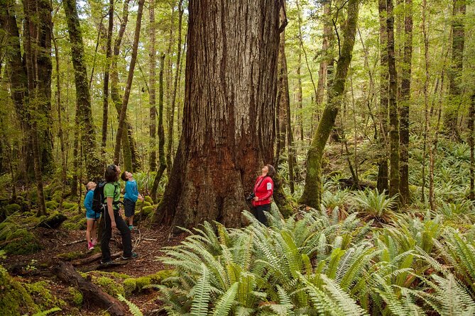 Full-Day Milford Sound Tour with Cruise and Walks from Te Anau - Five things to know before you book
