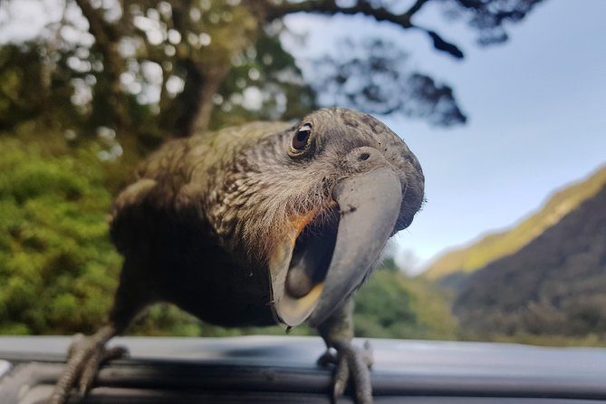 Full-Day Milford Sound Tour with Cruise and Walks from Te Anau - Mirror Lakes, Lake Gunn, and the Eglinton Valley
