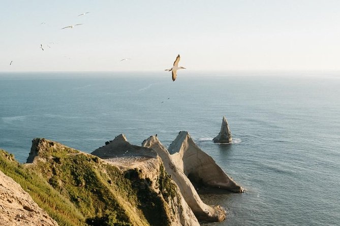 Gannet Safaris Overland tour to Cape Kidnappers Gannet Colony - Key points at a glance