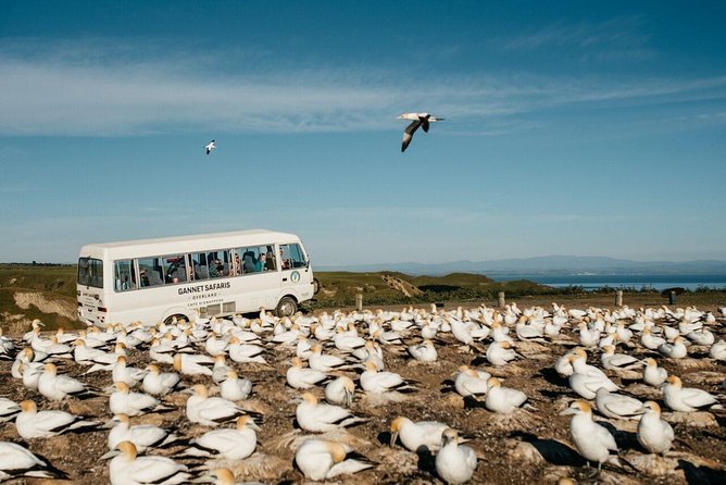Gannet Safaris Overland tour to Cape Kidnappers Gannet Colony - More than gannets: local birds and farm life