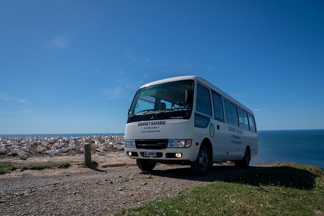 Gannet Safaris Overland tour to Cape Kidnappers Gannet Colony - Timing, weather, and the best season to go