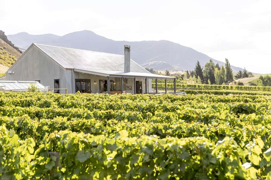 Gibbston: Mt Rosa Wine Tasting Experience - The Guided Tasting: Five or More Wines in One Hour