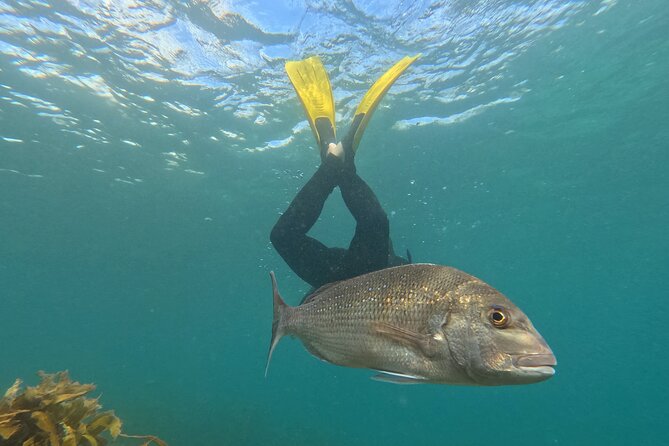 Goat Island Experience Advanced Snorkel Tour - Key points to know before you book