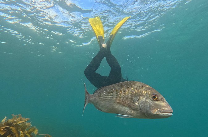 Goat Island Experience Advanced Snorkel Tour - What you may see below the surface