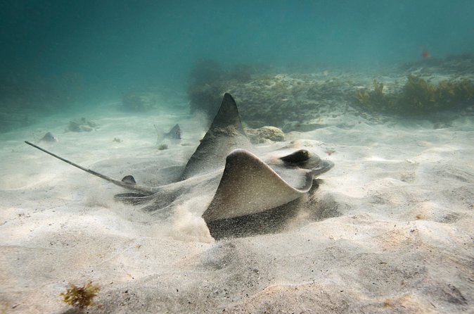 Goat Island Experience Advanced Snorkel Tour - Who will get the most from this tour
