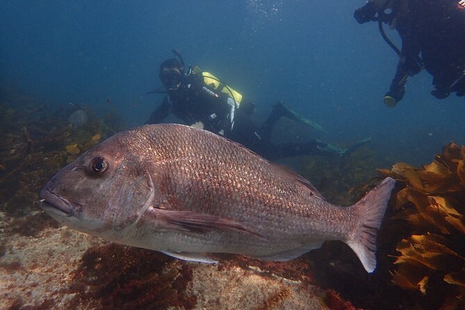 Goat Island Experience Guided Shore Dive - Five things to know before you book