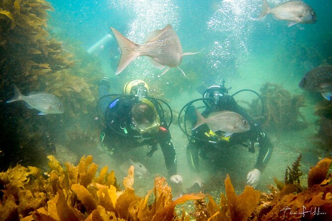 Goat Island Experience Guided Shore Dive - Shag Rock and the fish-packed kelp