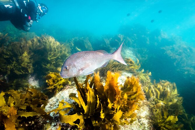 Goat Island Experience Guided Shore Dive - Waterfall Reef and the southern channel