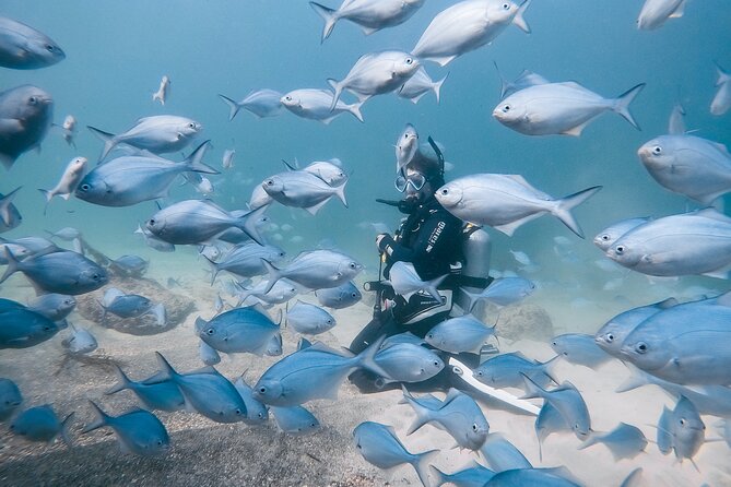 Goat Island Experience Guided Shore Dive - ABC Bay, where fish and kelp share the view