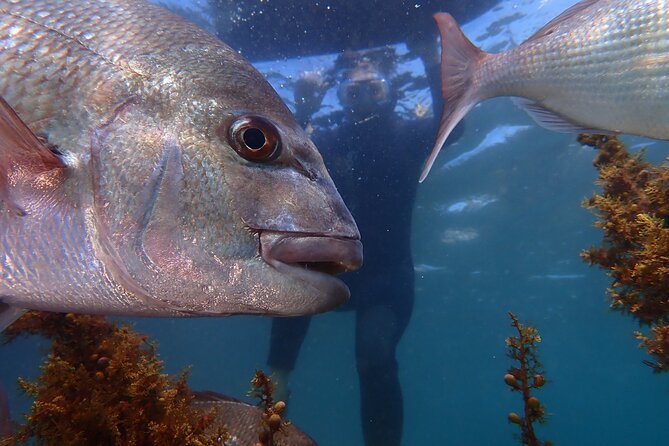 Goat Island Experience Guided Snorkelling for Beginners - Goat Island snorkeling at a glance