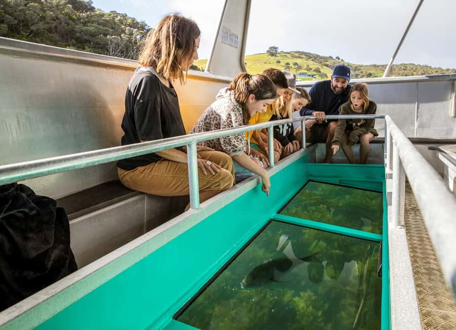 Goat Island: Glass Bottom Boat Tour - Fish, reefs, and the limits of wild sightings