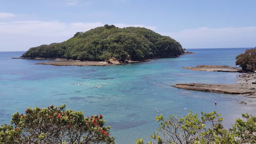 Goat Island Guided Snorkeling Tour for Beginners - Meeting Goat Island’s fish in shallow water
