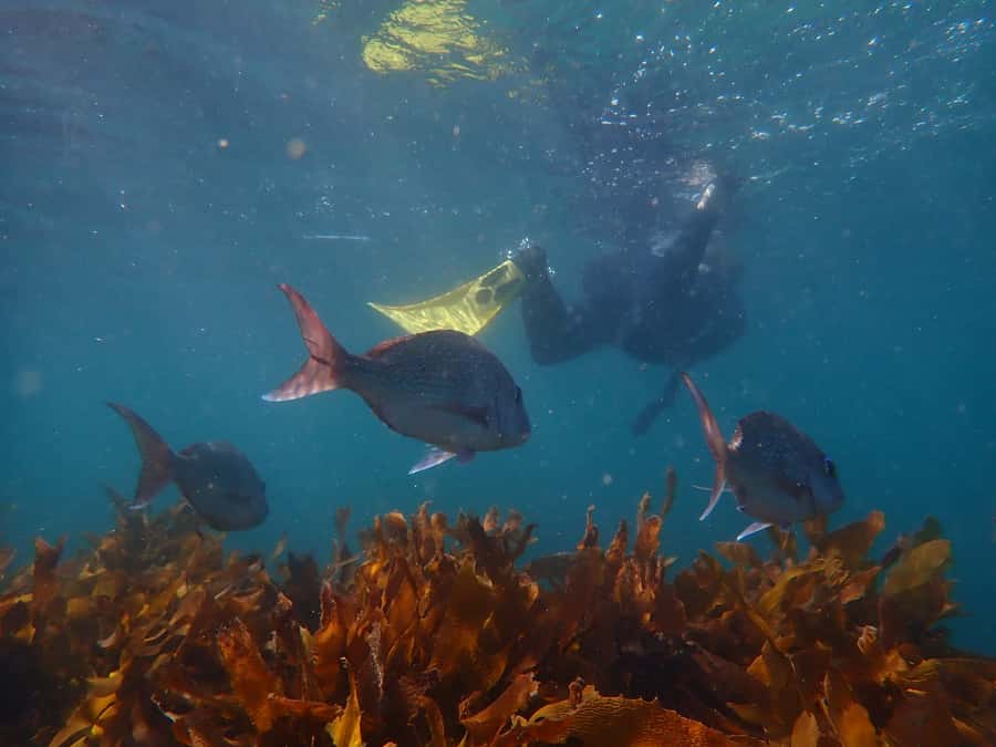 Goat Island Guided Snorkeling Tour for Beginners - What the 150-minute schedule really gives you
