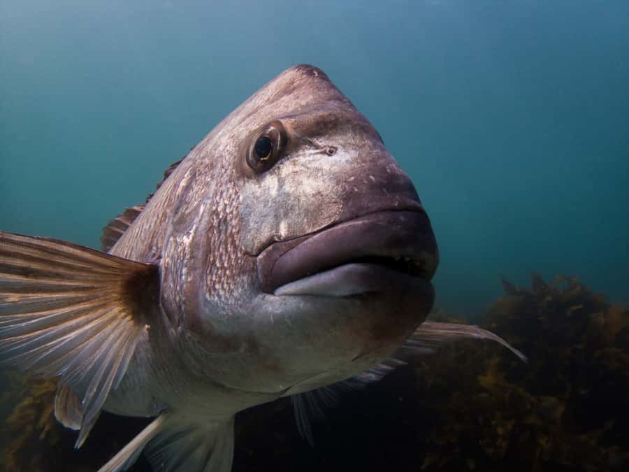 Goat Island Guided Snorkeling Tour for Beginners - The guides are the heart of the outing