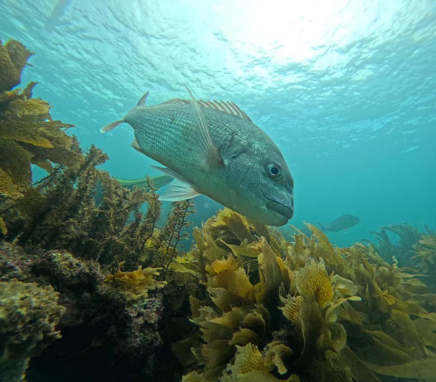 Goat Island Guided Snorkeling Tour for Beginners - Is $56 good value?