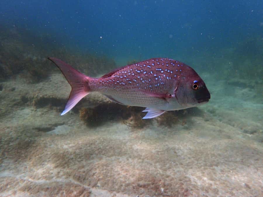 Goat Island Guided Snorkeling Tour for Beginners - Who should book this Goat Island session?