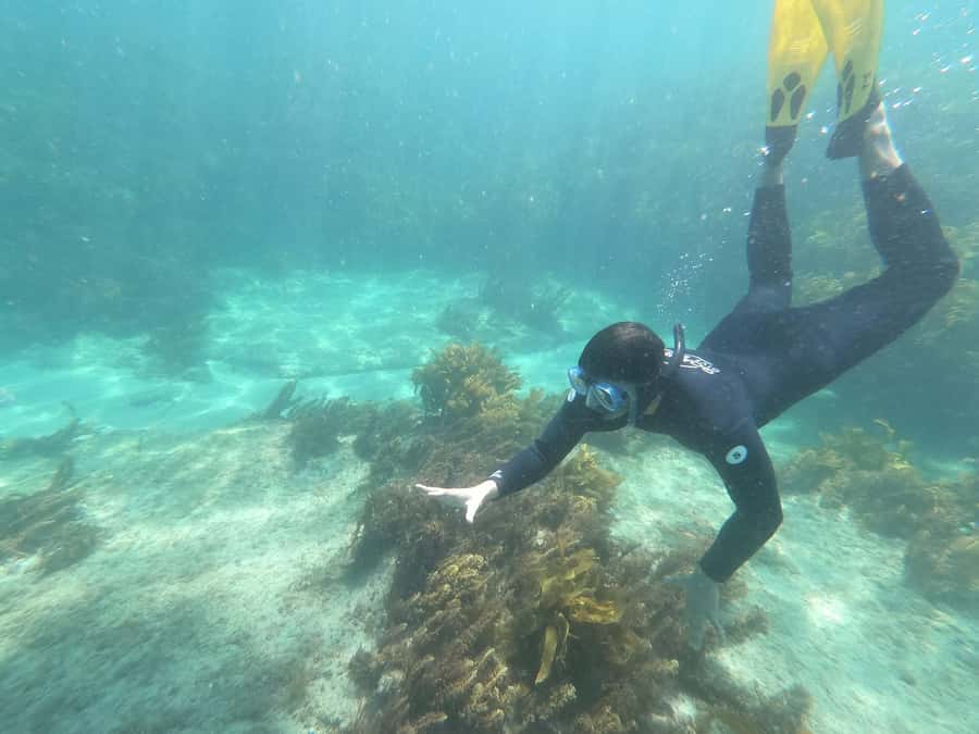 Goat Island Guided Snorkelling Tour For Advanced - The 3-kilometre move to the marine reserve