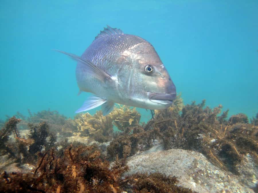 Goat Island Guided Snorkelling Tour For Advanced - Learning to duck beneath the surface