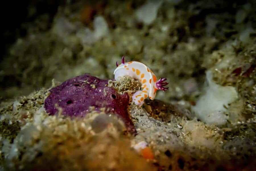 Goat Island Guided Snorkelling Tour For Advanced - Marine life at New Zealand’s first reserve
