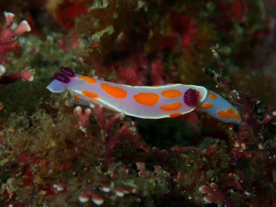 Goat Island Guided Snorkelling Tour For Advanced - The rest of the day with your equipment
