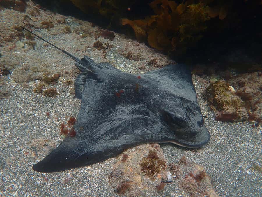 Goat Island Guided Snorkelling Tour For Advanced - Is $56 good value?