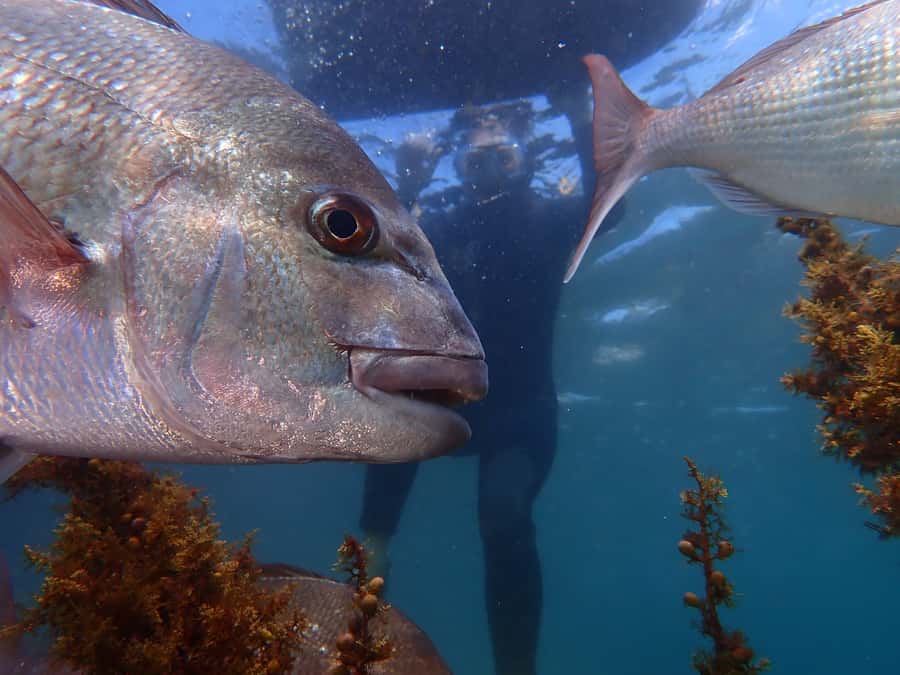 Goat Island Guided Snorkelling Tour For Advanced - Who should book this session?