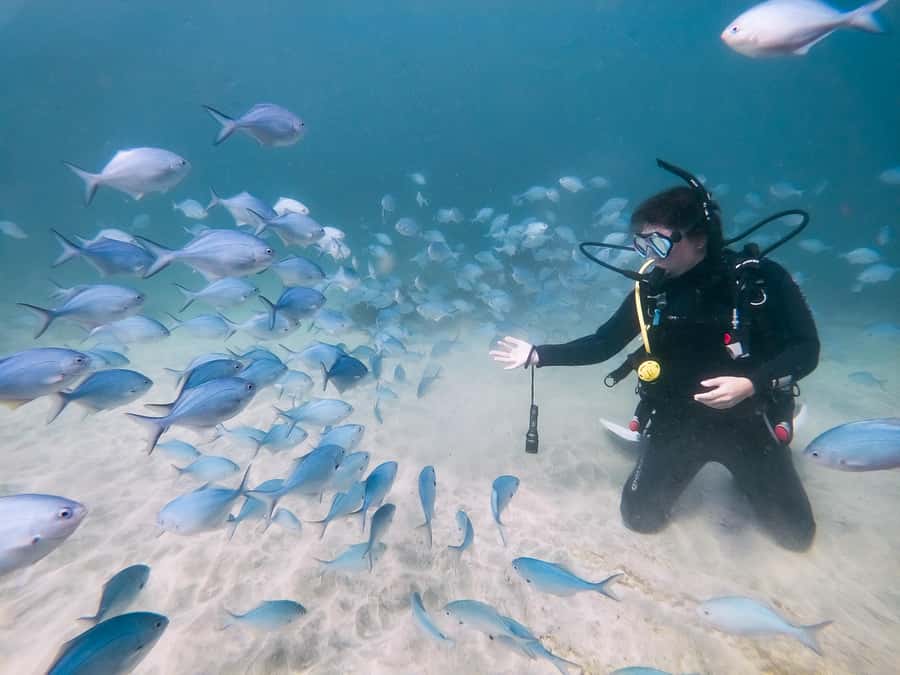 Goat Island Try Scuba Diving Experience - Who should book this Goat Island experience?