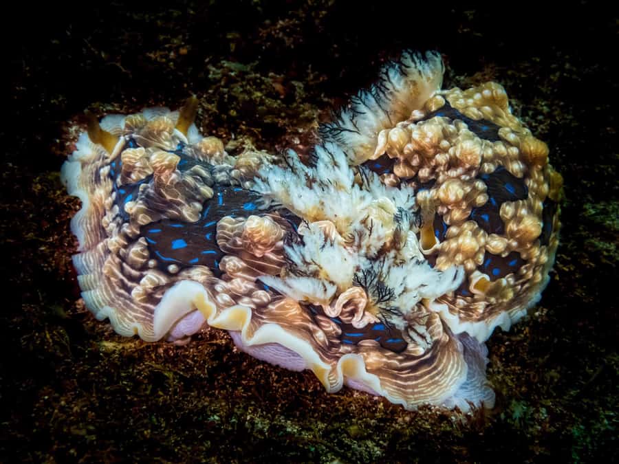 Goat Island Try Scuba Diving Experience - The instructors and the value of close supervision