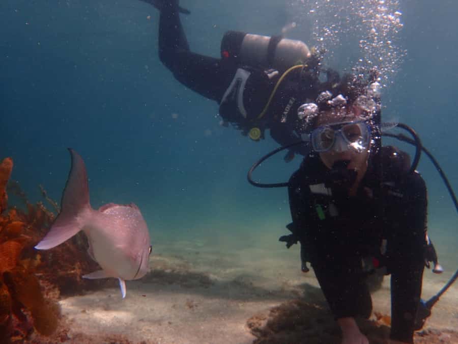 Goat Island Try Scuba Diving Experience - Weather, cancellation, and the real-world conditions