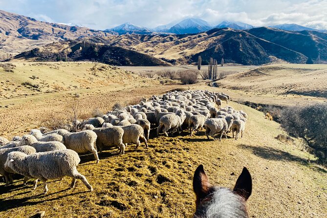 Gold Discovery Trail Horse Trek Cardrona - Most popular! - Is $309.67 fair value?