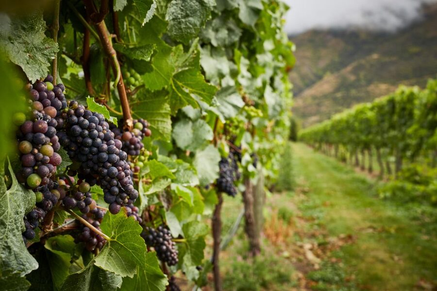 Gourmet Food and Wine Tour with Lunch and Wine Tastings - A five-dish lunch cooked in wine barrels
