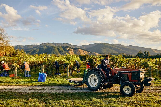 Gourmet Gold Wine Tour: Indulge in Cloudy Bay's finest wines - Makana Confections adds a chocolate finish