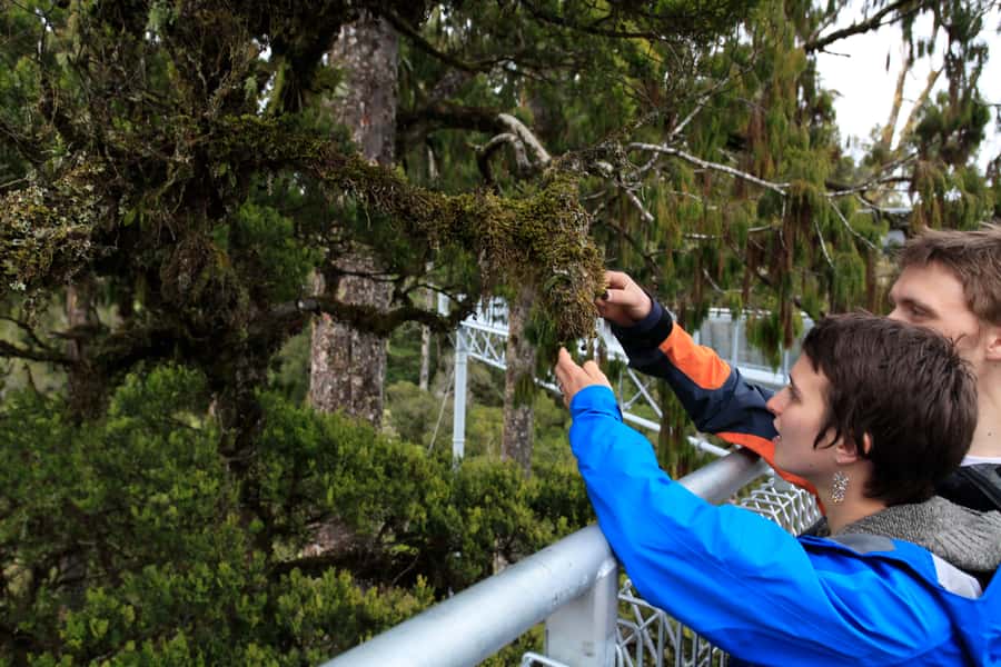 Greymouth: Full-Day Best Of The West Tour - Above the Rimu at the West Coast Treetop Walkway