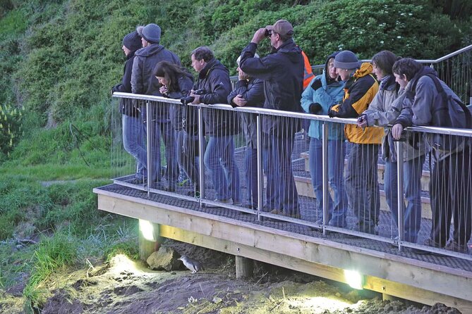 Guided Evening Penguin Viewing Otago Peninsula, Dunedin, New Zealand - Key points to know before you go