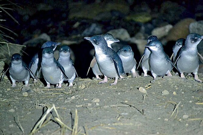Guided Evening Penguin Viewing Otago Peninsula, Dunedin, New Zealand - Arriving at Pukekura after dark