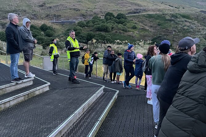 Guided Evening Penguin Viewing Otago Peninsula, Dunedin, New Zealand - Other wildlife along the Otago Peninsula