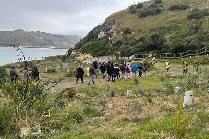 Guided Evening Penguin Viewing Otago Peninsula, Dunedin, New Zealand - Price, timing, and overall value