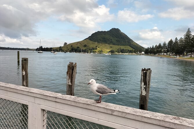 Guided Māori History and Culture Tour to Rotorua and Tauranga - Why this tour feels different from a standard sightseeing trip