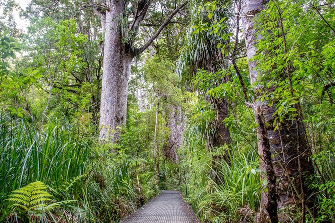 Guided Puketi Kauri Forest Tour in Bay of Islands - Key things to know before you book