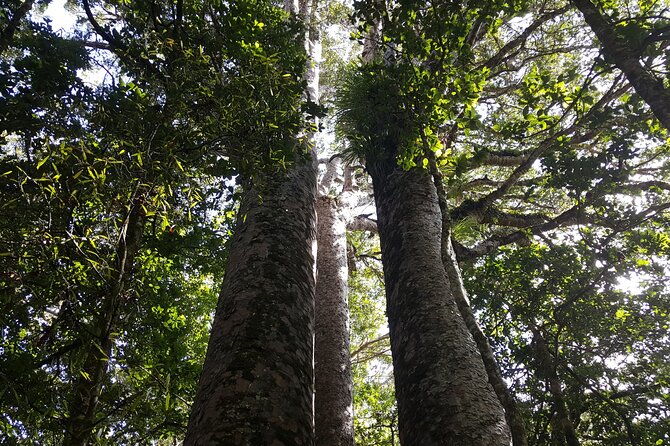 Guided Puketi Kauri Forest Tour in Bay of Islands - Why Puketi Forest deserves your time