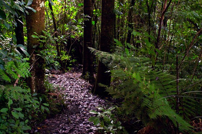 Guided Puketi Kauri Forest Tour in Bay of Islands - Haruru Falls for a quick photo stop