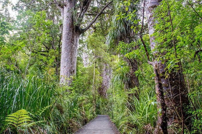 Guided Puketi Kauri Forest Tour in Bay of Islands - Waitangi Golf Club viewpoint