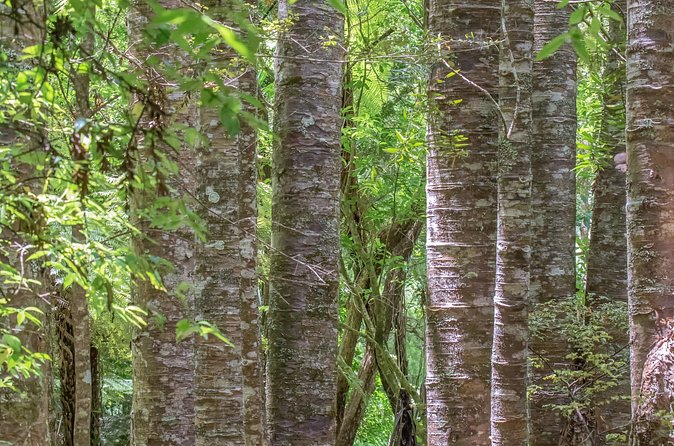 Guided Puketi Kauri Forest Tour in Bay of Islands - Day, twilight, and night options