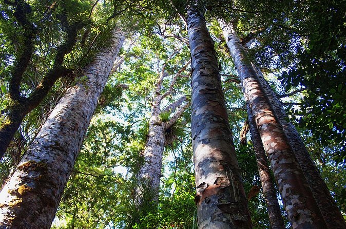 Guided Puketi Kauri Forest Tour in Bay of Islands - What the $93.09 price really includes